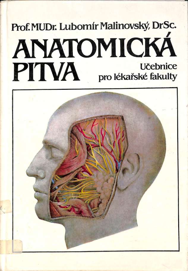Anatomick pitva