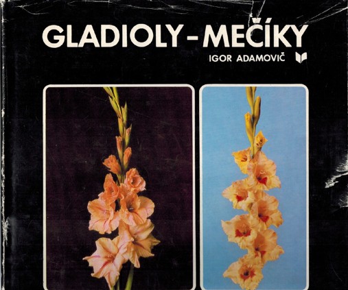 Gladioly - Meky 